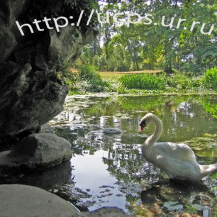 Лебеди-обитатели пруда