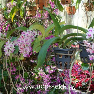 Сад орхидей - гордсоть тропического сада. Эти нежные прекрасные растения выращивают в оранжереях в специальных подвесных корзинах