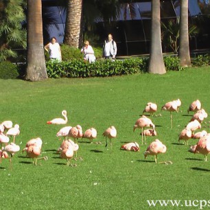 Элегантные розовые фламинго на прогулке в Лоро Парке